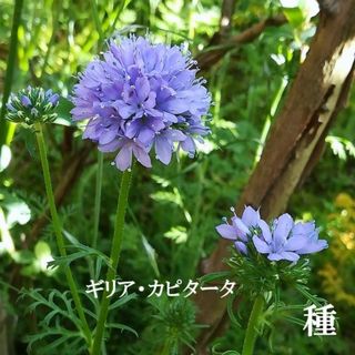 秋まき花の種　ギリア・カピタータ　50粒以上　切り花　一年草(その他)