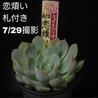 その他(パープル/紫色系)の通販 10,000点以上(ハンドメイド) | お