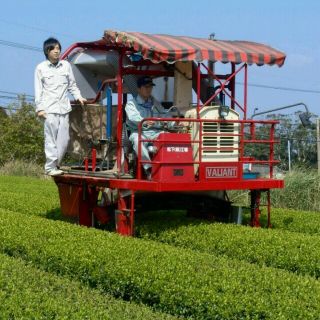 お徳用　和紅茶　無農薬　有機栽培　オーガニック(茶)