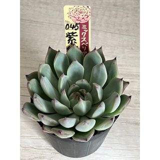 その他(パープル/紫色系)の通販 10,000点以上(ハンドメイド) | お