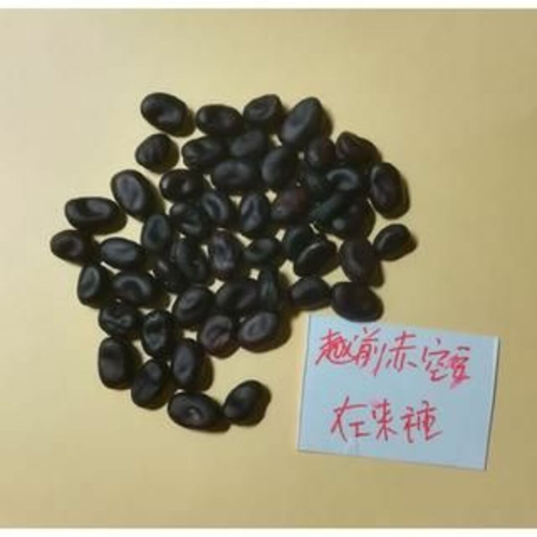 越前赤空豆 赤ソラマメ 30粒 / 赤そらまめ 自然栽培 自然農法 赤そら豆 食品/飲料/酒の食品(野菜)の商品写真