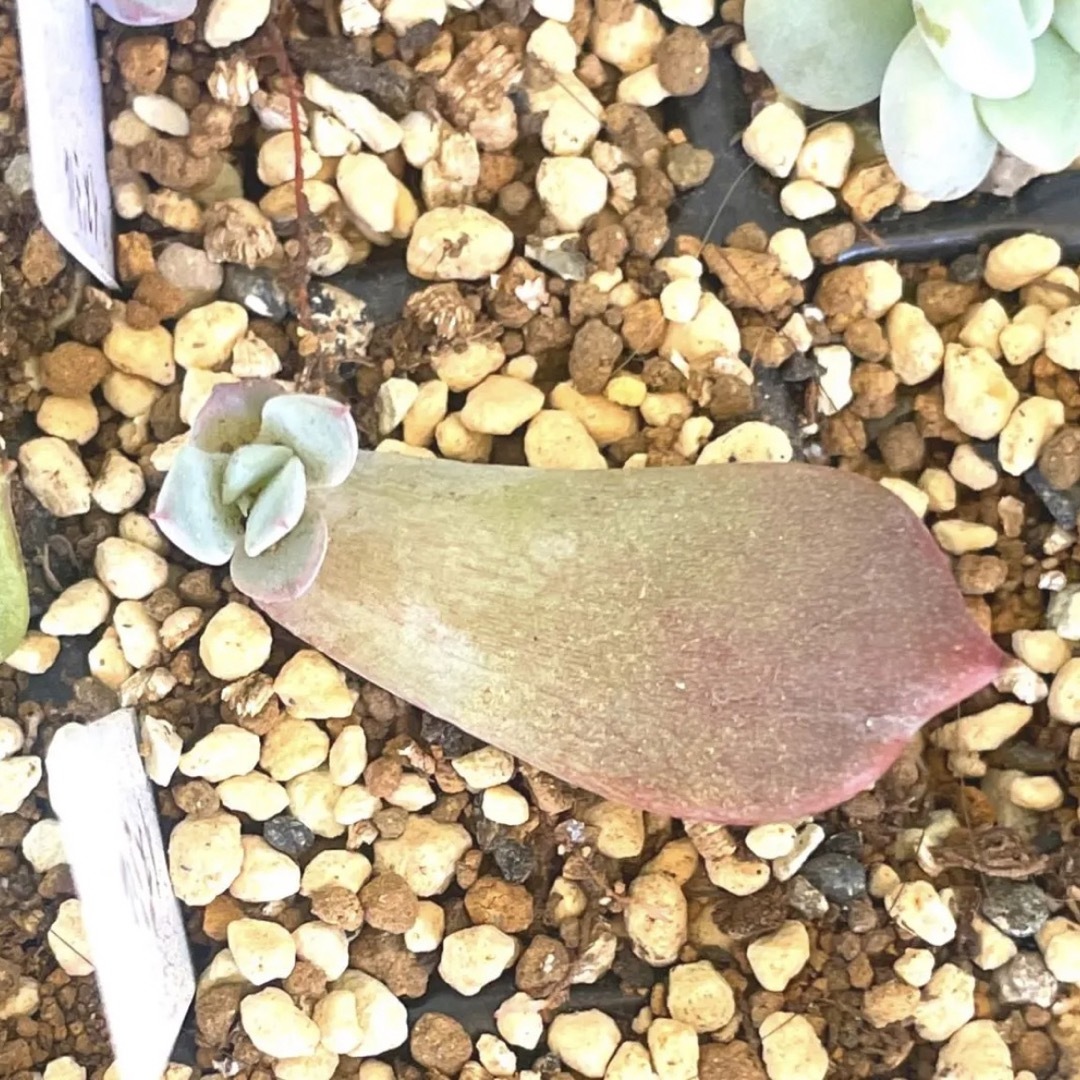 多肉植物 パクさん苗 イズミル♡ 葉挿し 発芽発根済み❣️