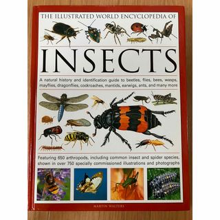 INSECTS  MARTIN WALTERS 昆虫　図鑑　洋書(洋書)