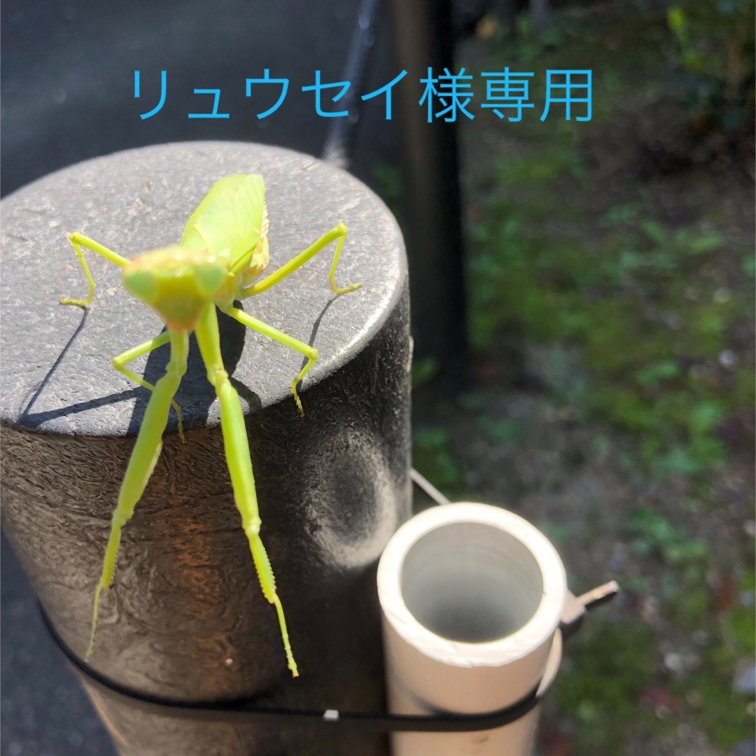 リュウセイ様専用ページ 合計5枚の通販 by えりっ君's shop|ラクマ