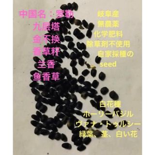 無農薬、九层塔、seed、白花種、ホーリーバジル、ヴァナ・トゥルシー 60粒(野菜)