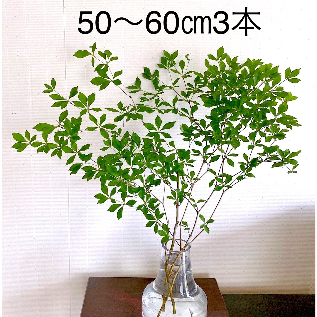 ドウダンツツジ インテリア 生花 観葉植物 枝物 ハンドメイドのフラワー/ガーデン(その他)の商品写真