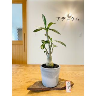 実生アデニウムの盆栽　塊根植物(その他)