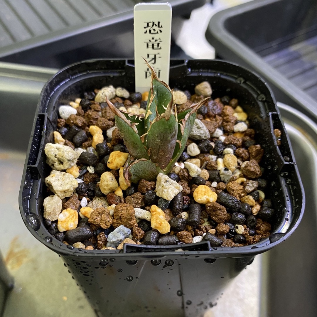 アガベ チタノタ ハデス② (Agave Titanota Hades)