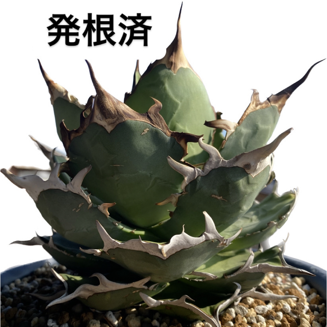 アガベ チタノタ ハデス② 発根済 - プランター