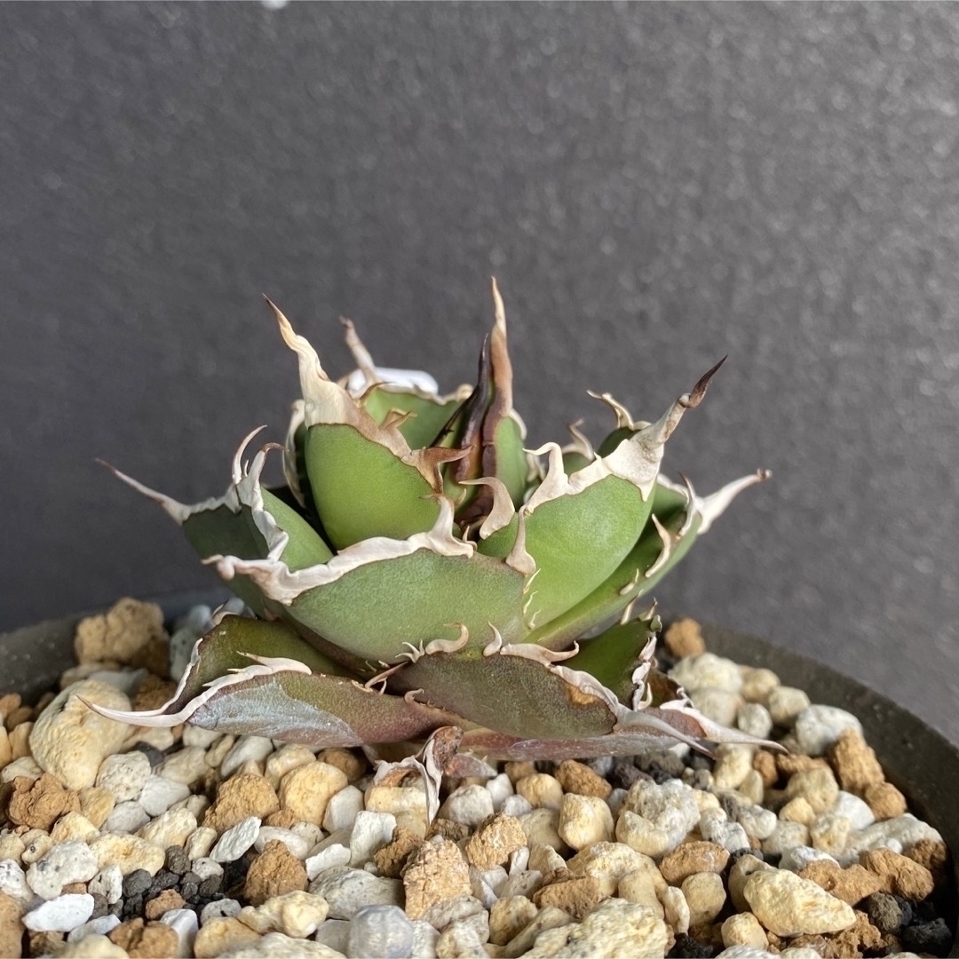 アガベ チタノタ ハデス② (Agave Titanota Hades)