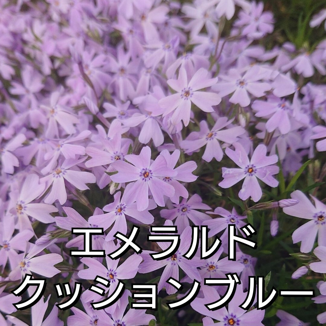 【ネコポス】芝桜エメラルドクッションブルー根付き苗１０本 ハンドメイドのフラワー/ガーデン(その他)の商品写真