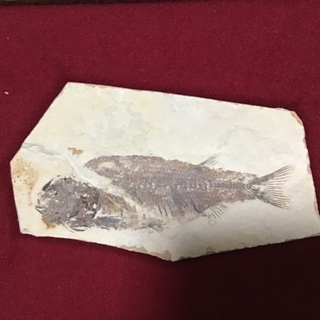 魚の化石 (その他)
