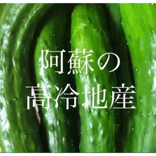 阿蘇高冷地産　きゅうり　宅配便コンパクト1.5kg  8月9.10発送予定(野菜)