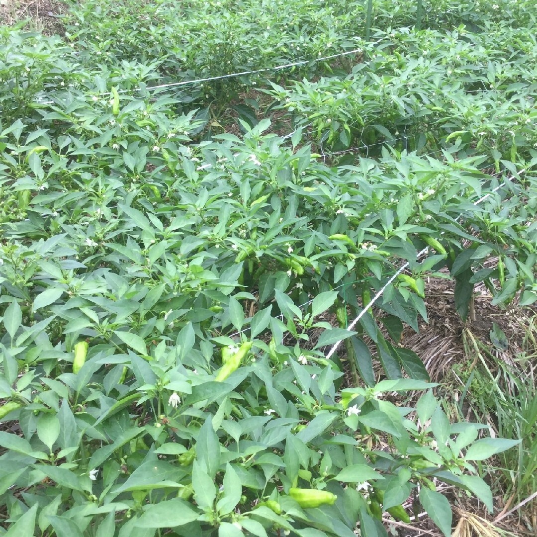 3 ラクマだけのお試し価格 岡山県産 農薬不使用 辛くないししとう 300g 食品/飲料/酒の食品(野菜)の商品写真