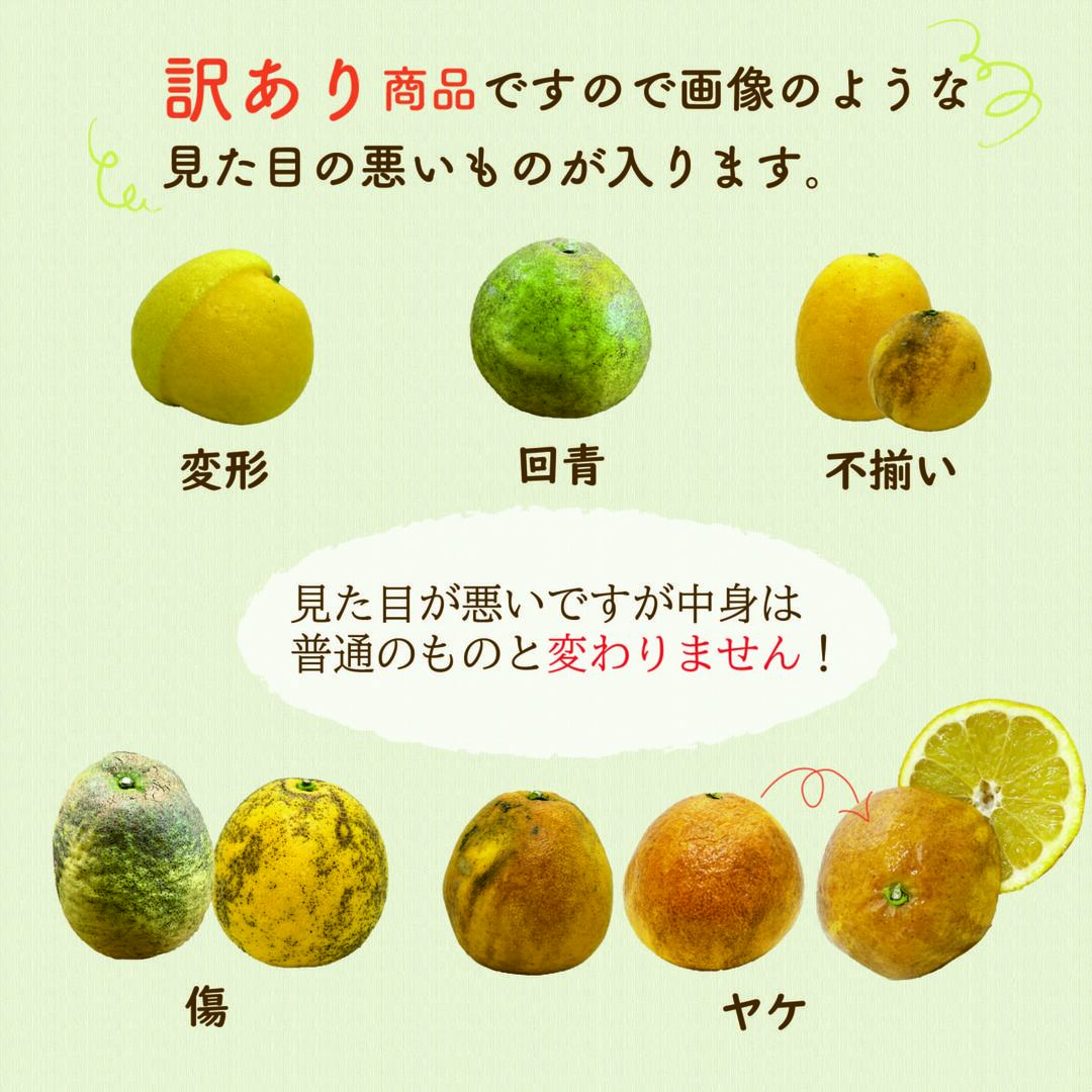 【訳あり】河内晩柑　みしょうゴールド　10kg 食品/飲料/酒の食品(フルーツ)の商品写真