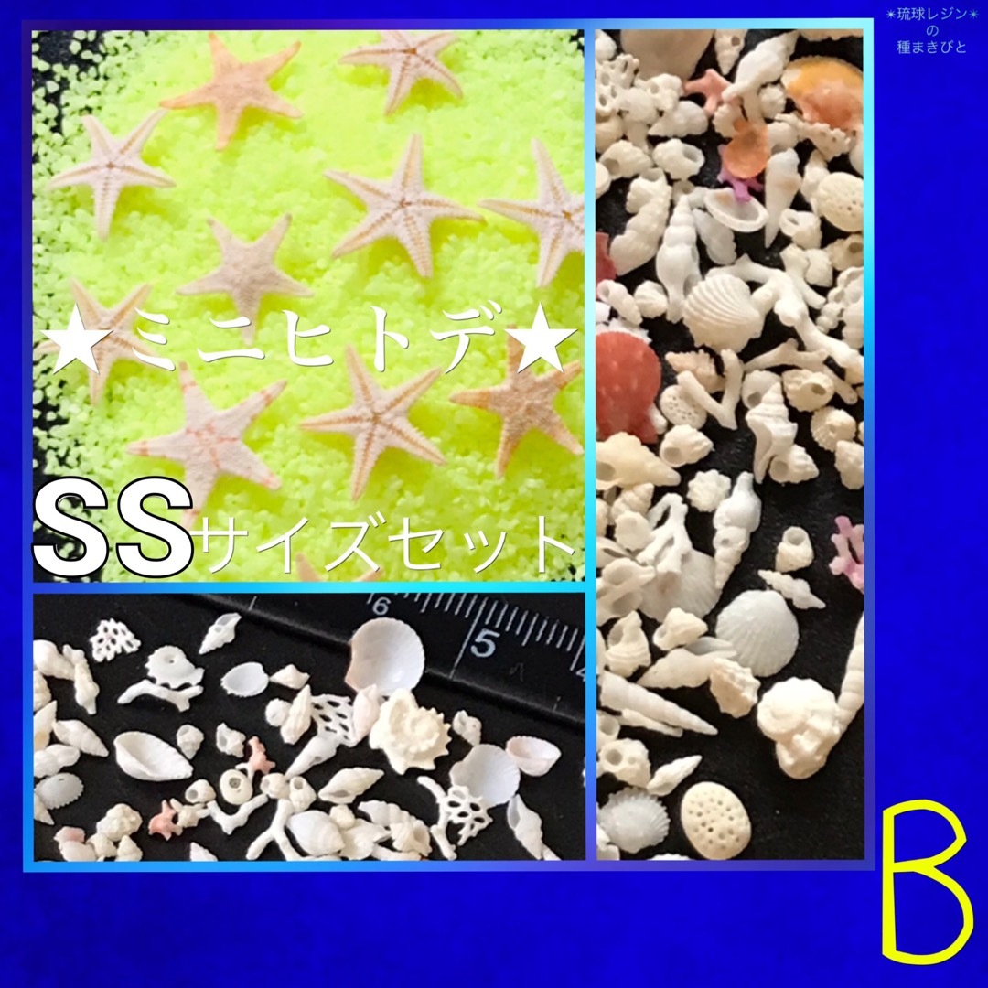 琉球*海のたね　ミニヒトデ　SSサイズ  Bセット ハンドメイドの素材/材料(各種パーツ)の商品写真