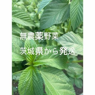 無農薬野菜(野菜)