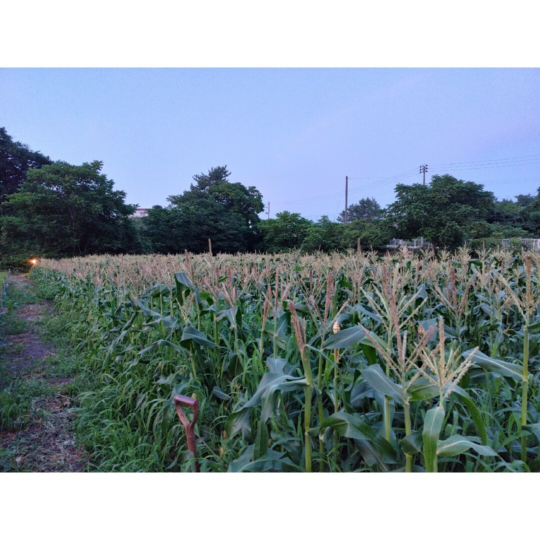 クール便低農薬ホイップコーン4.2～4.5キロ　東海・北陸地方の方 食品/飲料/酒の食品(野菜)の商品写真