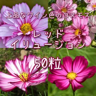 【レッドイリュージョンのタネ】50粒 種子 種 コスモス 秋桜 花(その他)