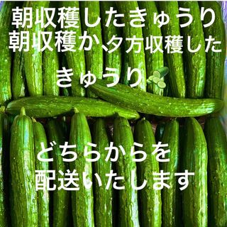 朝採り新鮮きゅうり、5キロです。B品にグレードアップして配送いたします。(野菜)