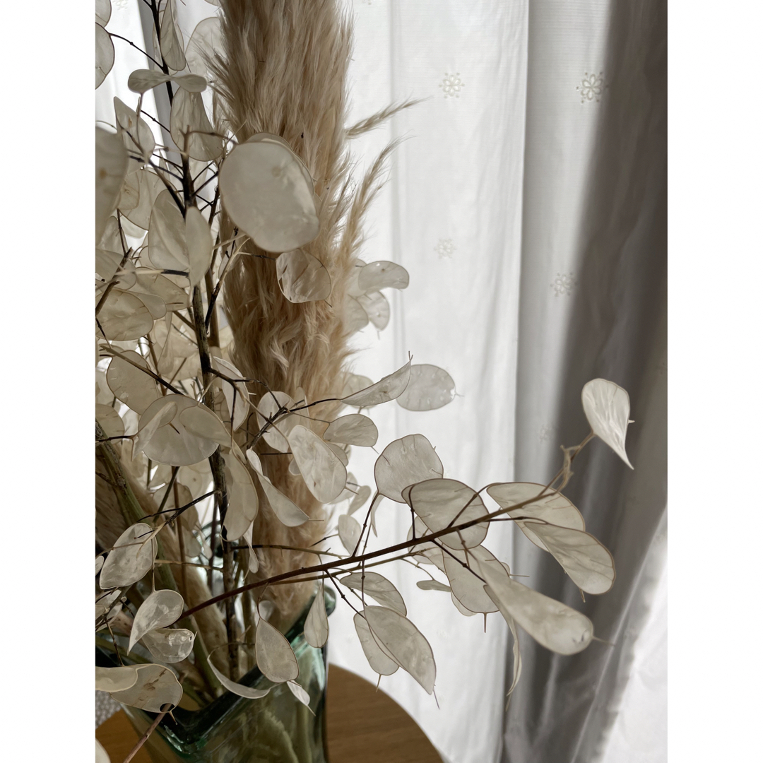パンパスグラス無農薬10本+サービス2本(メルカリ便120cm) - 植物