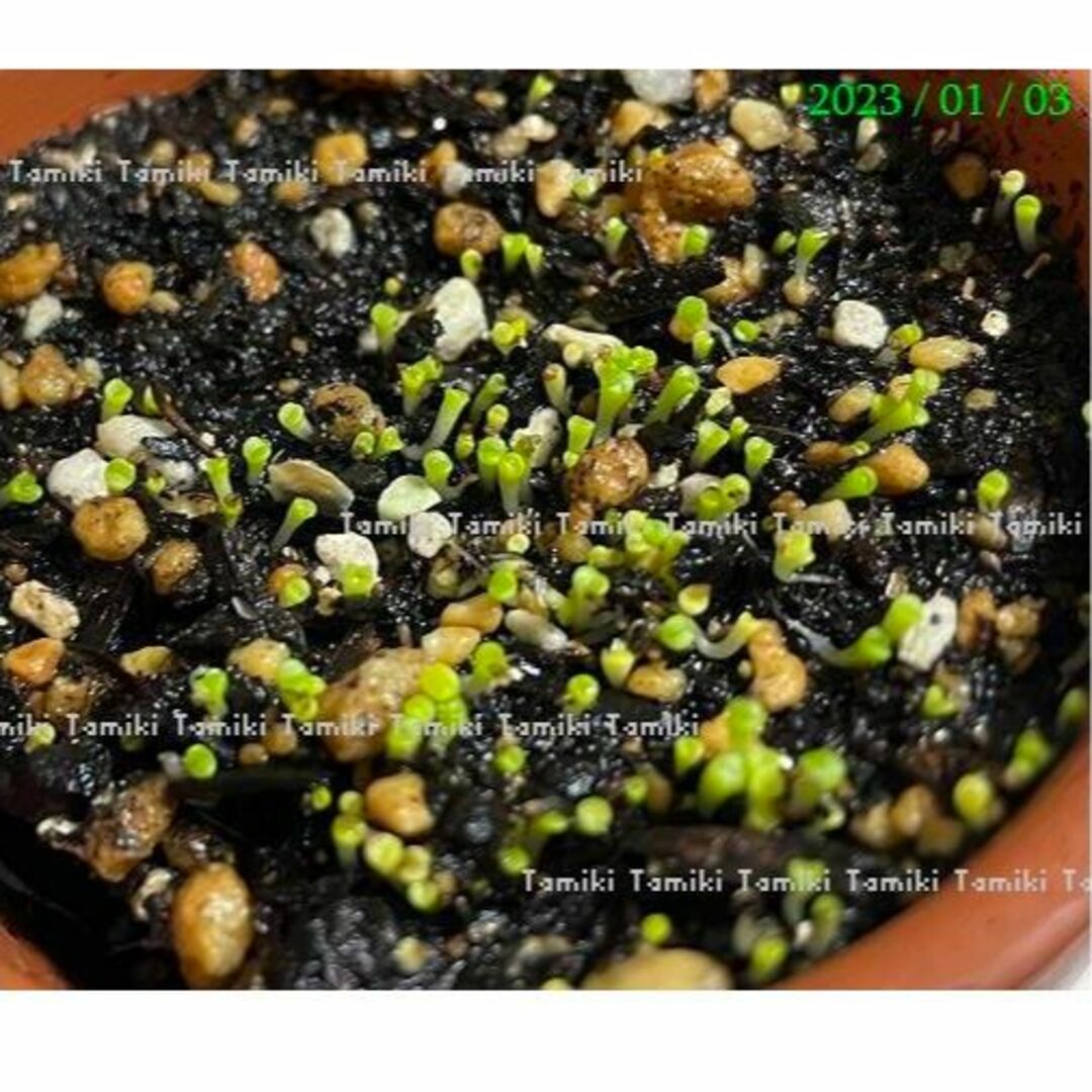 国産　リトープス ミックス種子 200粒+ 発芽確認済み ハンドメイドのフラワー/ガーデン(その他)の商品写真