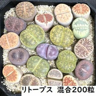 国産　リトープス ミックス種子 200粒+ 発芽確認済み(その他)