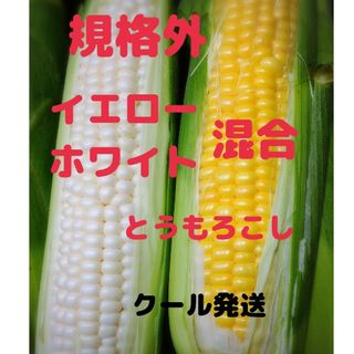 規格外 混合とうもろこし 食べ比べセット 15本(野菜)