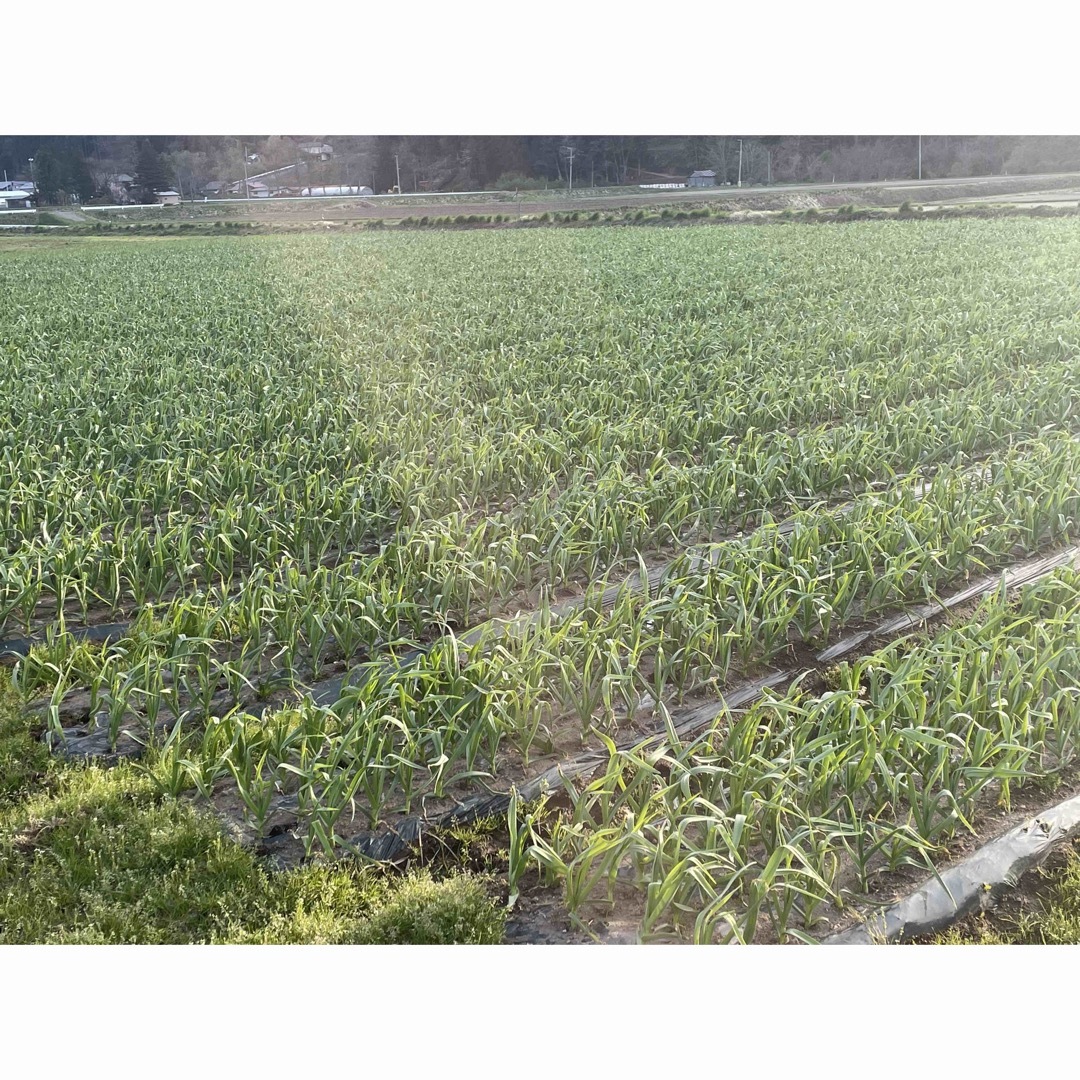 在庫大量で大特価！令和5年田子町産乾燥ニンニクSS size   1kg 食品/飲料/酒の食品(野菜)の商品写真