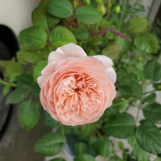 薔薇苗(その他)