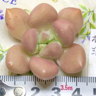 桃源　エケベリア　多肉植物(その他)