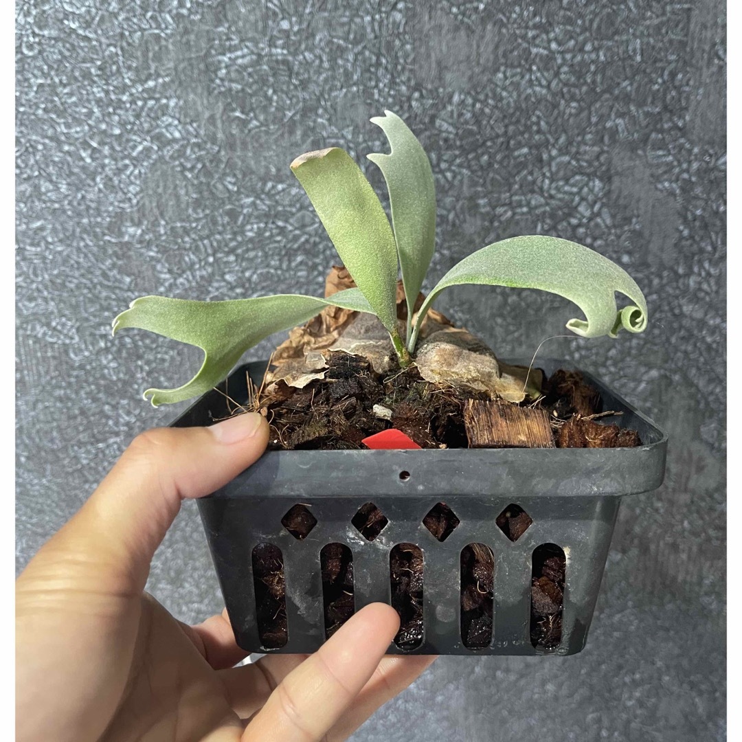 BB】P. willinckii Bogor Mr. Suddan (pup) | www.innoveering.net