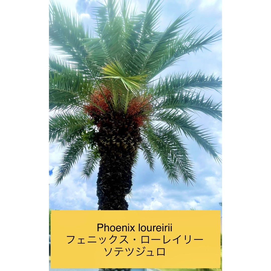 【種10個】ソテツジュロ＊フェニックス・ローレイリー | フリマアプリ ラクマ