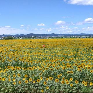 ハンシンタイガース(阪神タイガース)のトライ様専用(その他)