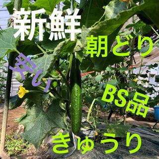 朝採り新鮮きゅうり、5キロです。B品にグレードアップして配送いたします。(野菜)