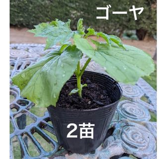 ゴーヤ苗　ニガウリ　苦瓜　野菜苗　2苗セット(プランター)