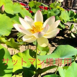 ゆ。様専用オーダーページの通販 by peaceflower.mw|ラクマ