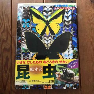 原寸大昆虫館 (小学館の図鑑NEO―本物の大きさ絵本)／小池啓一(絵本/児童書)