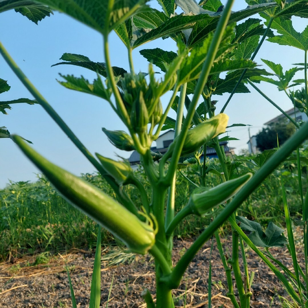 丸オクラ　朝採れ　500g　福岡県産 食品/飲料/酒の食品(野菜)の商品写真