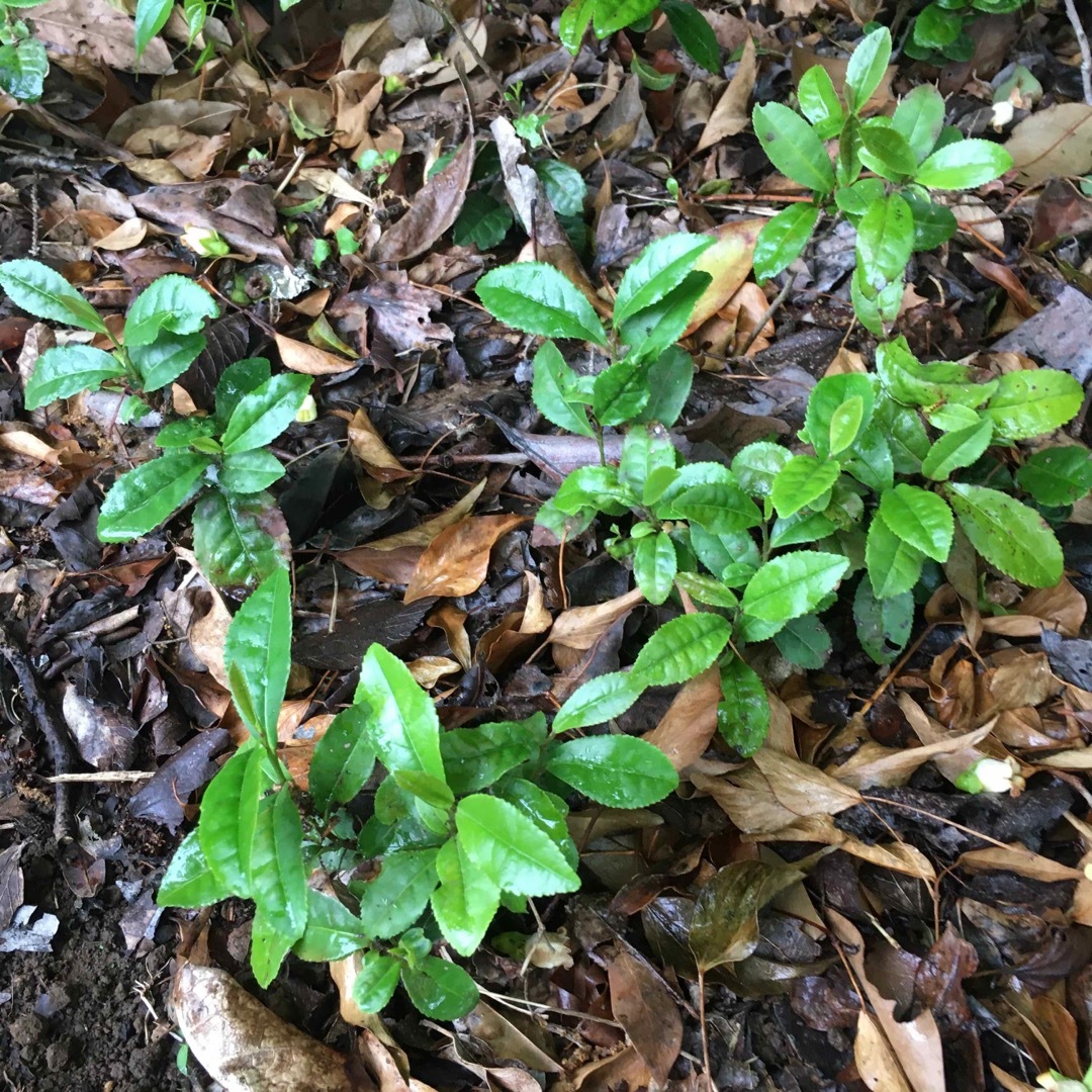 お茶の木3株 お茶の苗木 日本茶の苗 抜き苗