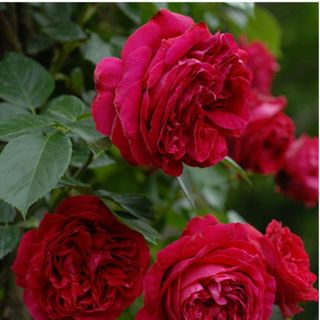 バラ　挿し穂　薔薇　挿し木　剪定枝　ルージュピエールドゥロンサール(その他)