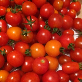 ミニトマト1.1キロ(野菜)