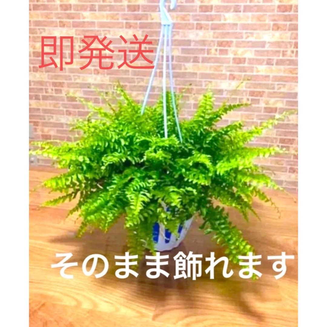 シダ植物　シダ ネフロレピス ボストンファーン 観葉植物 ハンドメイドのフラワー/ガーデン(プランター)の商品写真