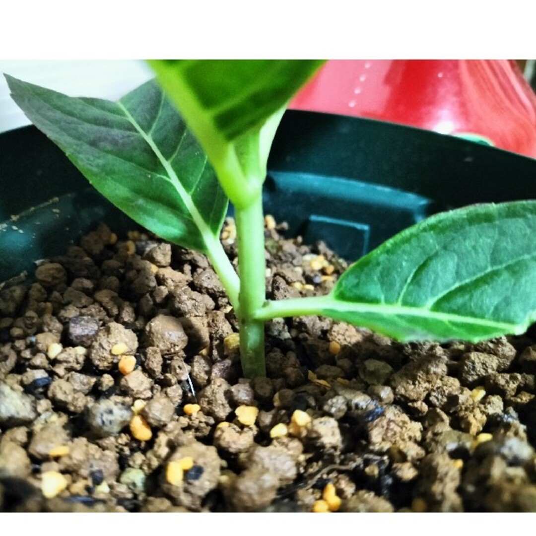 🌼レア人気輸入紫陽花苗🌼ピンパーネル・クラシック・オーベルジーヌ