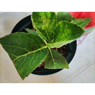 🌼レア人気輸入紫陽花苗🌼ピンパーネル・クラシック・オーベルジーヌ
