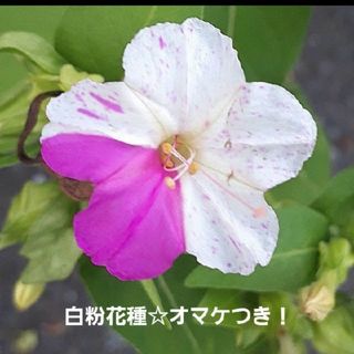 オシロイ花☆種オマケつき！(プランター)