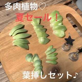 多肉植物♡夏セール❗️葉挿しセット5種×５枚ずつ①(その他)