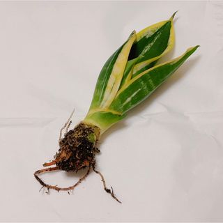 サンスベリア サンセベリア トラノオ 抜き苗 観葉植物(その他)