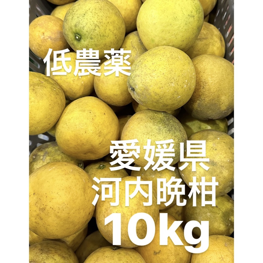 愛媛県産　低農薬　宇和ゴールド　河内晩柑　10kg 食品/飲料/酒の食品(フルーツ)の商品写真