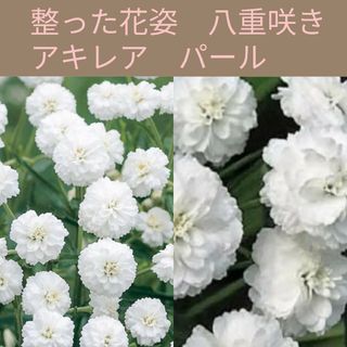 30粒　コロンと丸い整った美しい多年草　✦アキレアパール✦　花の種(その他)